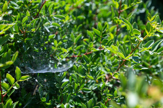 A detailed close-up shot of a spider web woven between green leaves of a bush in bright sunlight. Palestine Pistachio or Terebinth