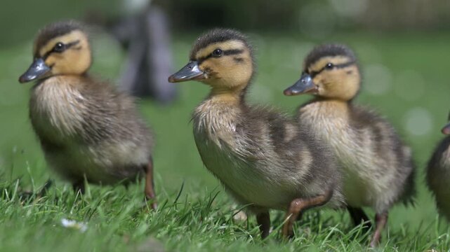 Mallard (Anas platyrhynchos) young ducklings walking on land, following their mother. May, Kent, UK [Half speed]