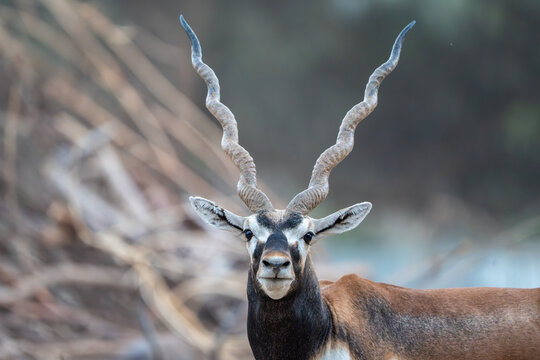 View of a male blackbuck with long spiral horns looking at the camera in its natural habitat at Blackbuck National Park in Velavadar, Gujarat, India.