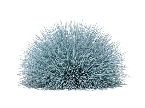Blue Fescue Grass Mound with Silver Blue Spiky Foliage Isolated on Black Background for Landscape Design and Architectural Visualization Asset