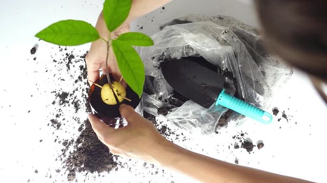Female hands firm soil around avocado seedling beside substrate bag and gardening scoop. Represents micro-scale plant stewardship, careful establishment support, and post-transplant stabilization.