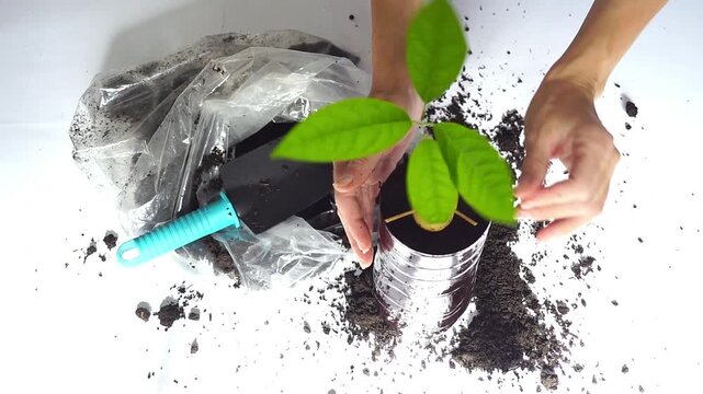 Hands rotate newly planted avocado seedling while making final soil adjustments from overhead view. Presents DIY growing project progress, outcome evaluation, and beginner horticulture achievement.