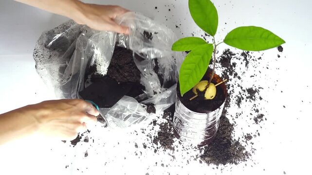 Hands add substrate around sprouted avocado seed in container made from plastic beverage bottle. Depicts zero-waste growing infrastructure, circular material use, and practical propagation solutions.