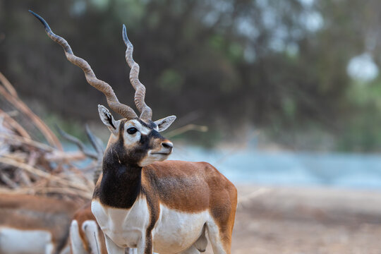 View of a male blackbuck with long spiraled horns standing in the dry grassland of Blackbuck National Park in Velavadar, Gujarat, India.