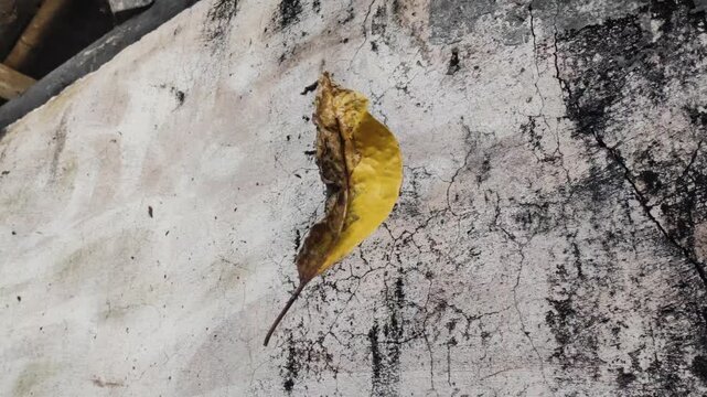 Loneliness concept with a withered yellow leaf on old weathered wall