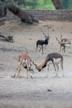 View of two blackbucks locking horns on sandy ground with others standing nearby in Blackbuck National Park Velavadar, Gujarat, India.