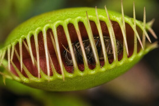 Extreme close-up of a Venus flytrap with its leaves shut, trapping an insect.