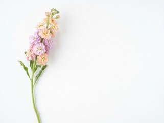 Obraz premium Beautiful pastel flowers arranged elegantly on a minimalistic background