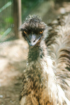 Close-up of an emu with distinctive feathers and intense gaze, standing in a natural setting with blurred background elements suggesting a habitat