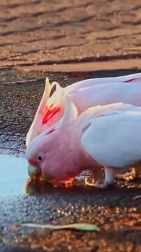 Major mitchells cockatoos drinking refreshing water from a rainy roadside puddle while displaying beautiful pink plumage and crests in this cinematic nature video motion footage captured during a brig