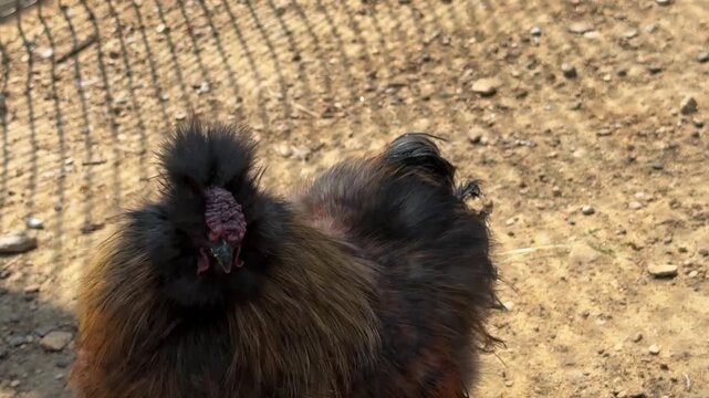 Colorful Chinese silk chickens walking in a chicken coop. Beautiful and well-groomed exotic poultry. Fluffy feathers, unusual breed.