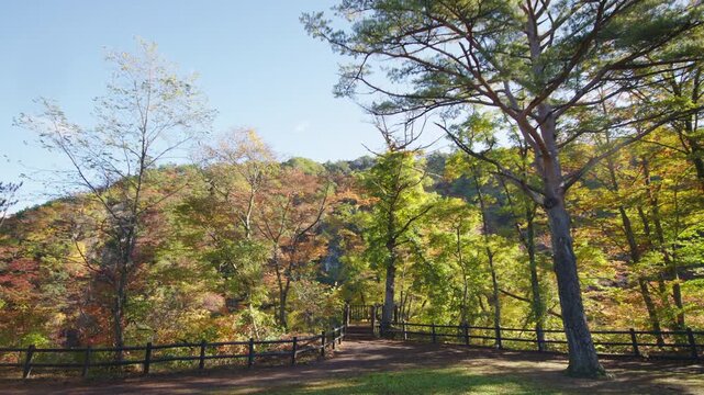 紅葉の名所 秋の鳴子峡の風景　Autumn scenery of Naruko Gorge, a famous spot for autumn foliage.