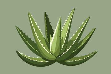 Fototapeta premium Lush green aloe vera plant with spiky leaves depicted in a flat vector style against a muted green background.