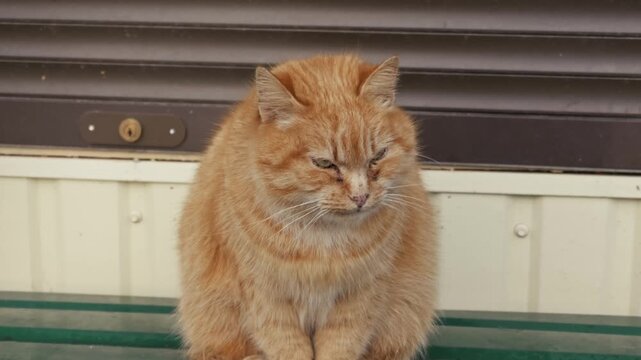 Large orange tabby cat with a grumpy face sits on a green bench. The camera slowly zooms out from a close-up to a medium shot of the sleepy feline.