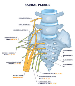 Sacral plexus brief diagram shows lumbar and sacral nerve roots, pelvis bone, and sciatic nerve branching to illustrate lower limb innervation and clinical landmarks, transparent background.