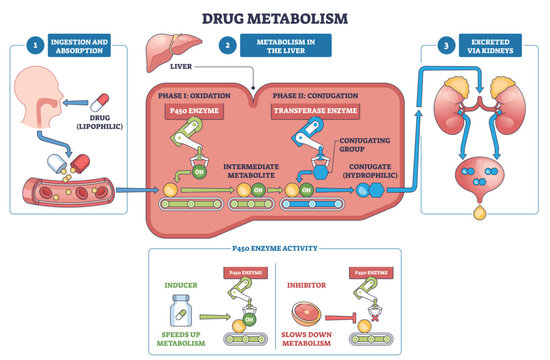 Drug metabolism outline shows pill absorption, liver P450 oxidation and conjugation, then kidney excretion, key objects, liver, kidneys, capsule, transparent background