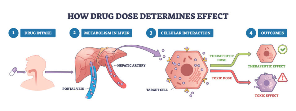 Drug dose determines effect, brief flow from intake through liver metabolism to cellular response, key objects, pill, liver, target cell, transparent background