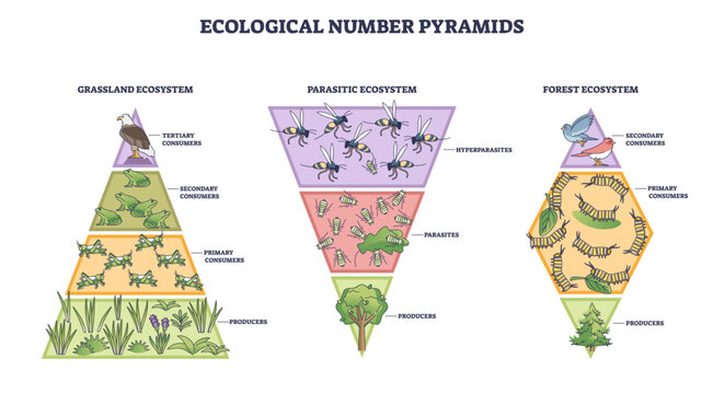 Ecological number pyramids outline illustrates trophic levels in grassland, parasitic, and forest systems, key objects, eagle, wasps, tree, transparent background