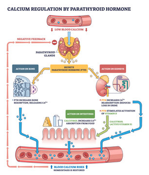 Parathyroid hormone calcium regulation visualizes how feedback raises blood calcium via parathyroid glands, bone, and kidneys, intestines aid absorption, transparent background