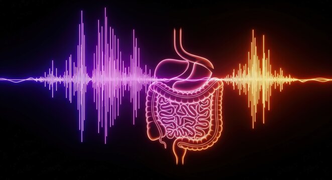 Human Digestive System Sound Waves Health.