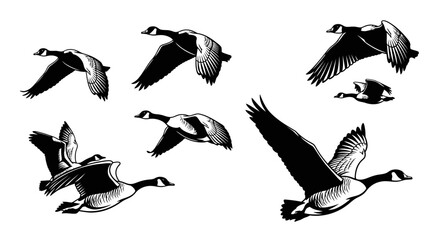 Set of Canada Geese Flying in Different Poses and Directions © Navira