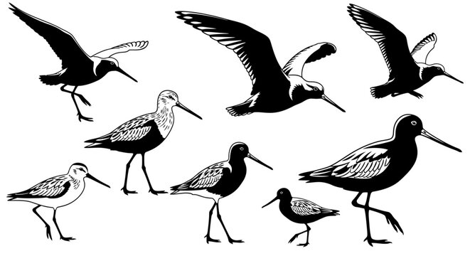 Set of Black and White Sandpiper Birds in Flight and Standing Illustrations
