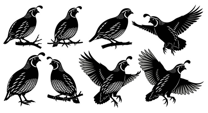 Set of Diverse Quail Poses: Perching, Standing, and Flying Birds