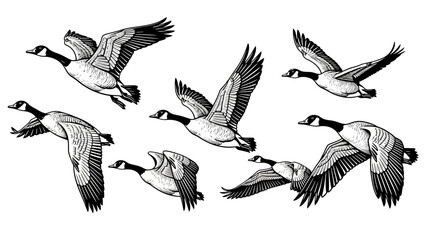 Seven Canada Geese in Flight, Black and White Illustration Depicting Winged Animals © Navira