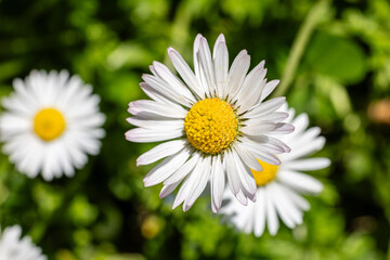 Obraz premium One white daisy flower isolated on white background. Flat lay, top view. Floral pattern, object