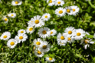 Fototapeta premium One white daisy flower isolated on white background. Flat lay, top view. Floral pattern, object