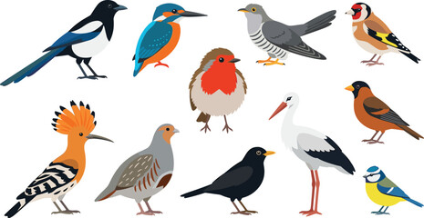 European Wild Birds Collection Featuring Kingfisher Robin Stork Goldfinch Magpie Blackbird Hoopoe and Other Avian Species © MdNazmul