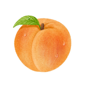 Apricot Fruit Illustration - Watercolor Style