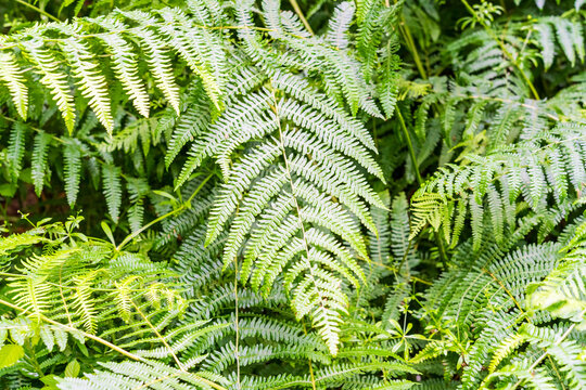 Close up of vibrant green bracken fern leaves in woodland in the UK