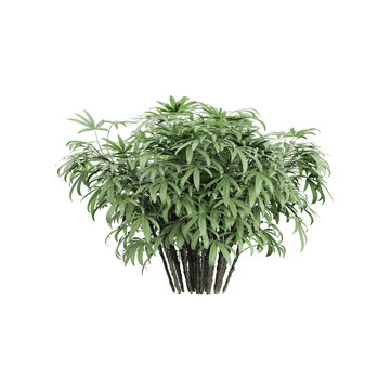 3d illustration of Rhapis excelsa plant isolated on transparent background
