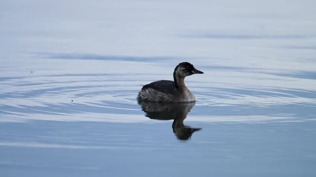 Little grebe