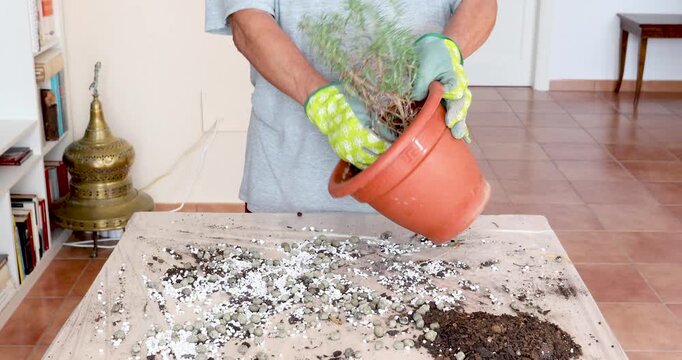 Planting Rosemary Herb into Green Pot During Home Gardening Activity. Male hands planting rosemary herb into green pot filled with fresh substrate during home gardening and herb cultivation.
