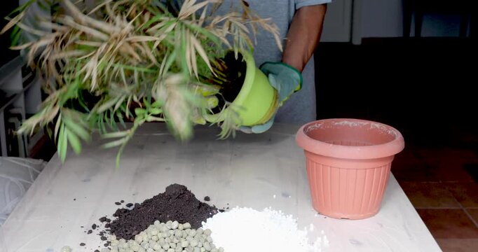 Removing Indoor Palm Plant from Pot Before Repotting and Root Inspection. Male hands removing indoor palm plant from original pot before repotting and root inspection during houseplant care.