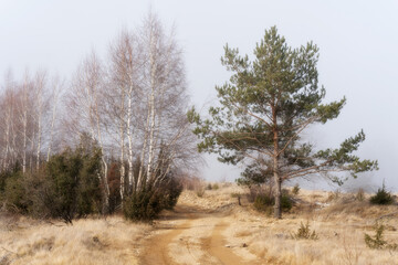 Fototapeta premium foggy winter landscape in Romania