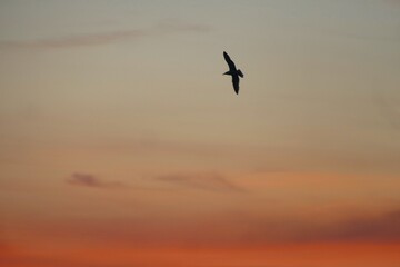 Obraz premium Seagull spread wings and fly above colorful pastel sky in beautiful sunset seabirds background