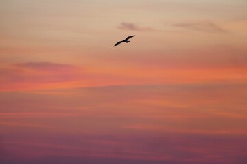 Fototapeta premium Seagull spread wings and fly above colorful pastel sky in beautiful sunset seabirds background