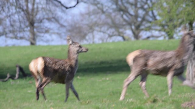 Deer