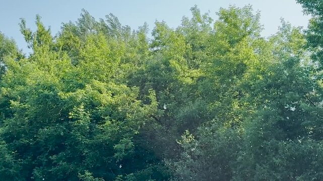 Poplar fluff flies against the background of trees footage