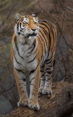 Obraz premium Siberian tiger