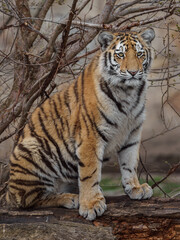 Fototapeta premium Siberian tiger