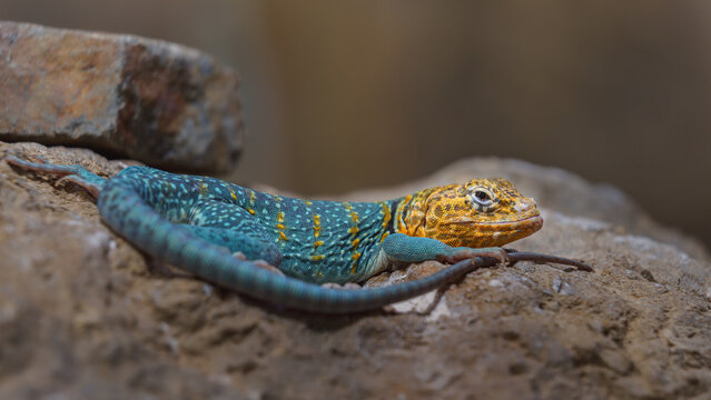 Common collared lizard
