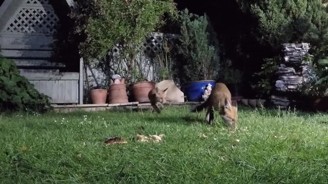 The red fox is the largest of the true foxes, and the most widely distributed member of the order Carnivora.