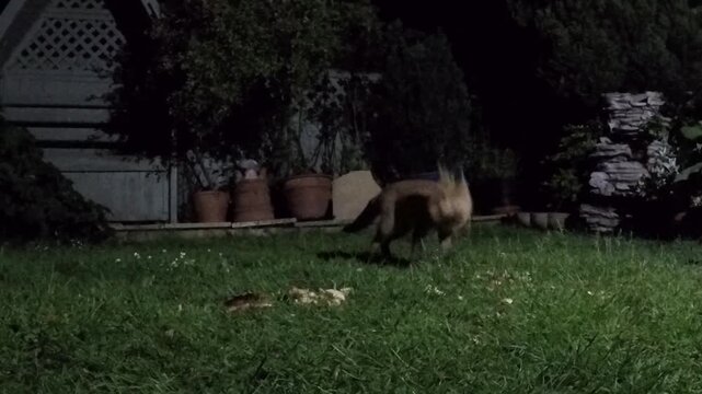 The red fox is the largest of the true foxes, and the most widely distributed member of the order Carnivora.