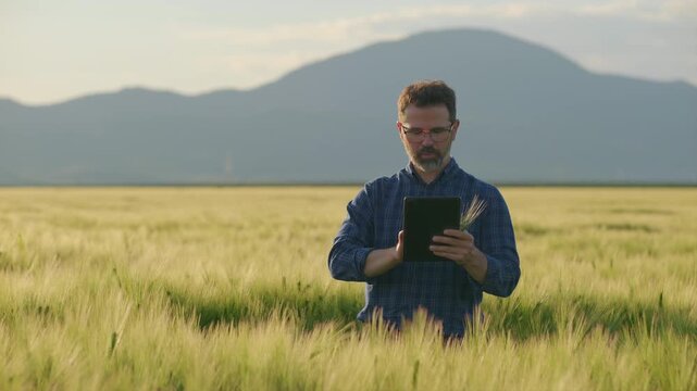 Male agronomist checking barley ear with tablet in golden hour field