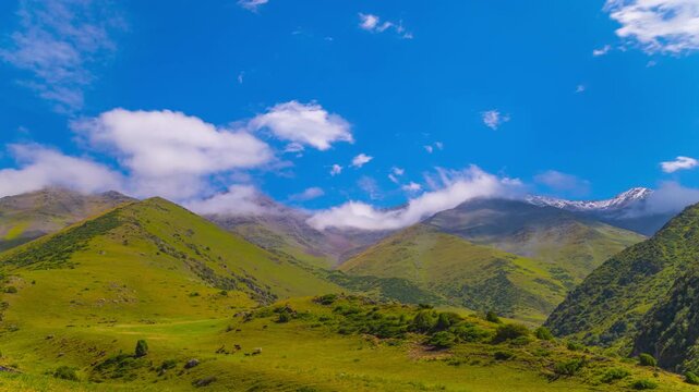Static time-lapse of free-range cows grazing on green mountains under white clouds flowing on blue sky above in Kyrgyzstan at sunny summer day.
