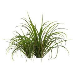 Fototapeta premium 3D rendering of Cymbopogon plant on transparent background